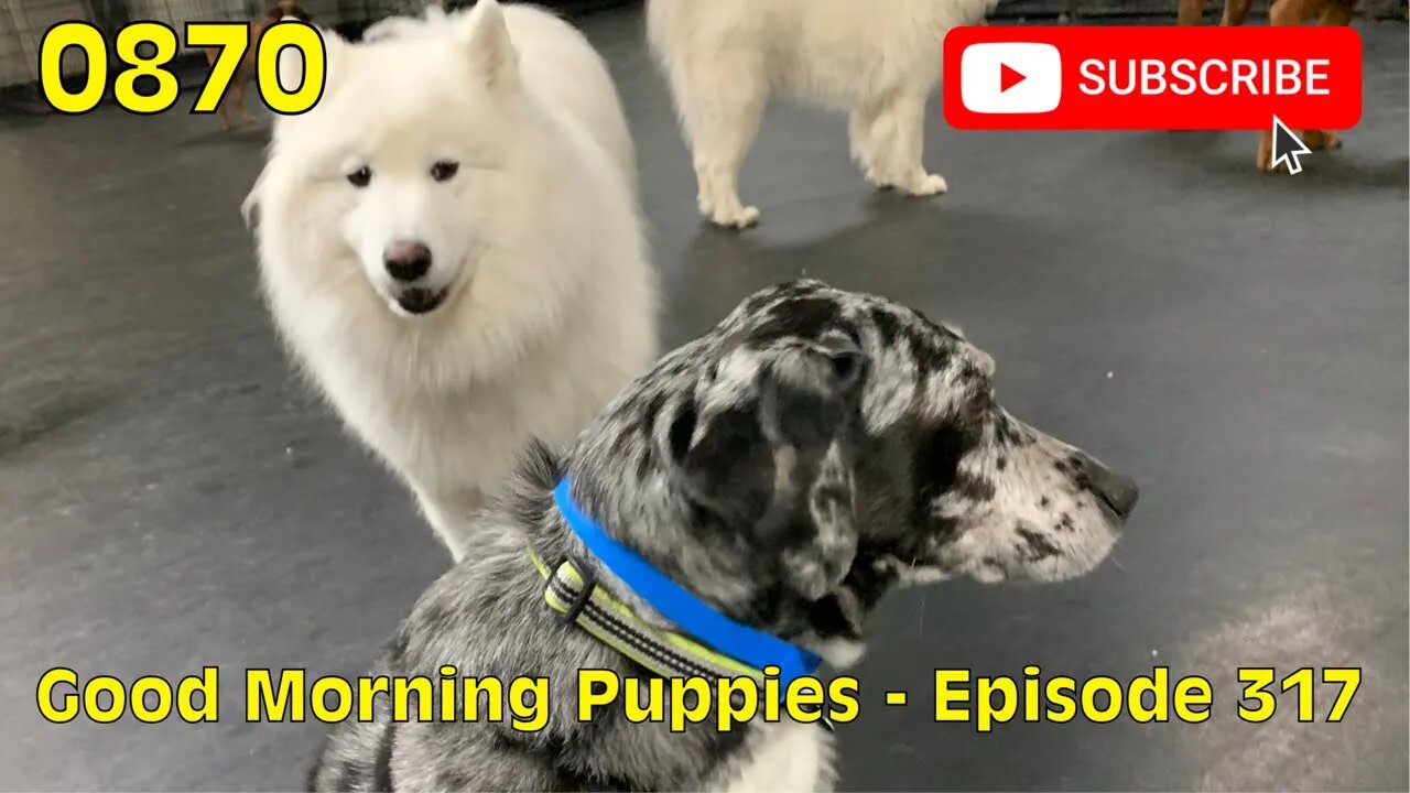 [0870] GOOD MORNING PUPPIES - EPISODE 317 [#dogs #doggos #doggos #puppies #dogdaycare]