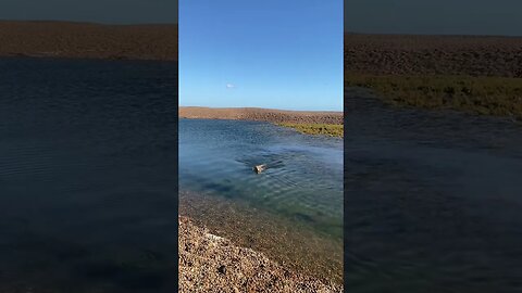 Dog swimming #petvideos #videos #2023