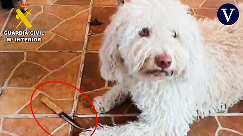 Un perro de la Guardia Civil detecta restos biológicos en un cuchillo hallado en Mocejón