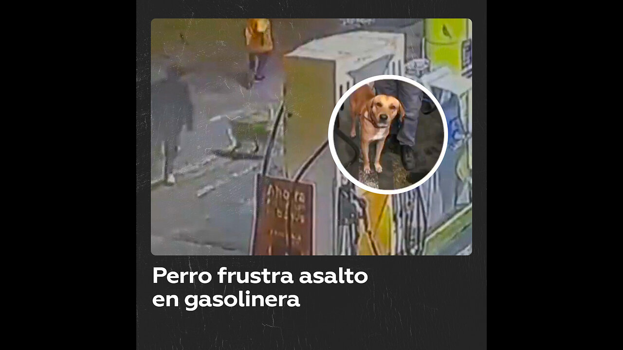 Así fue cómo un perro frustró un asalto en una gasolinera