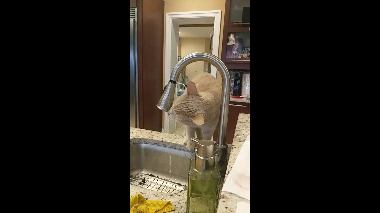 Fountain of Lucy
