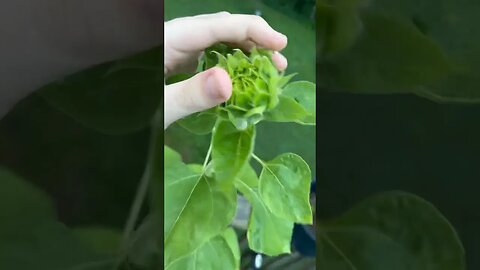 An update on my flower I don’t know if u can see it I’m blind #Sunflower #YouTubeViral #Trending￼