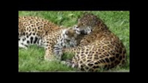 wild creature ONÇA PAINTED COUPLE Brazilian fauna pantanal amazônia panther brazilian brazil