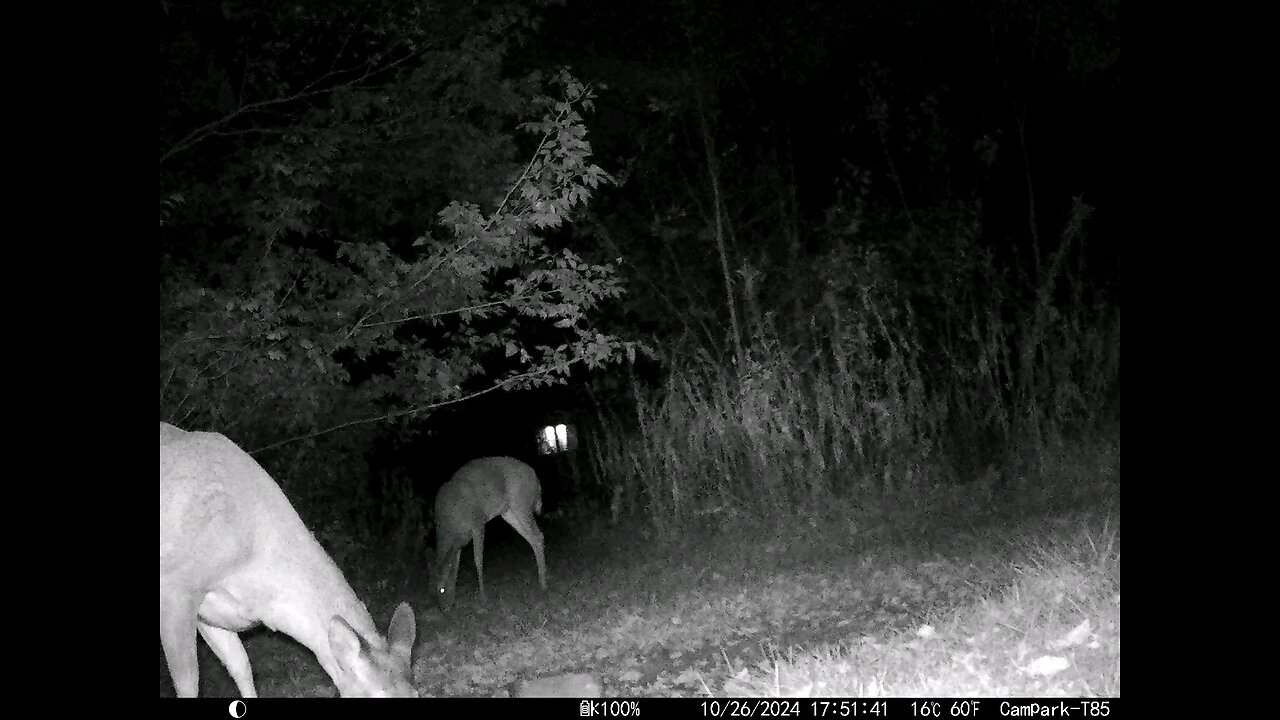 Deer 10-26-2024