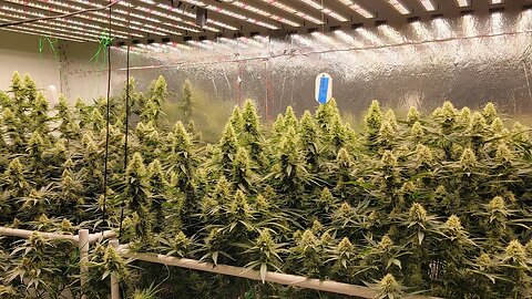 Light Intensity Killing Quality? The Science is Wrong? Kinda... - Drought Stress - Day 43 Flower