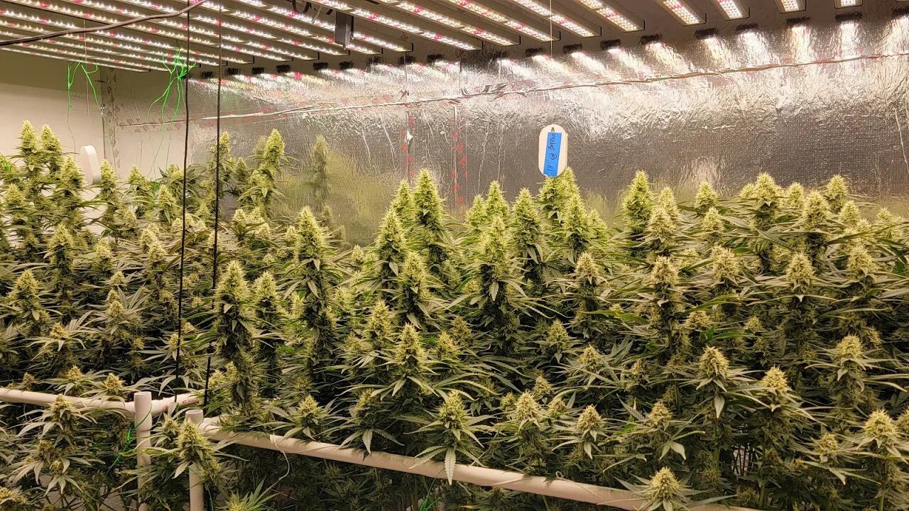 Light Intensity Killing Quality? The Science is Wrong? Kinda... - Drought Stress - Day 43 Flower