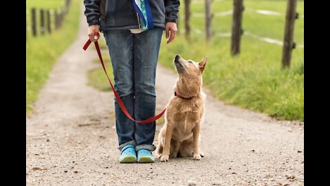 Basic dog training top 10 essential commands every dog should know