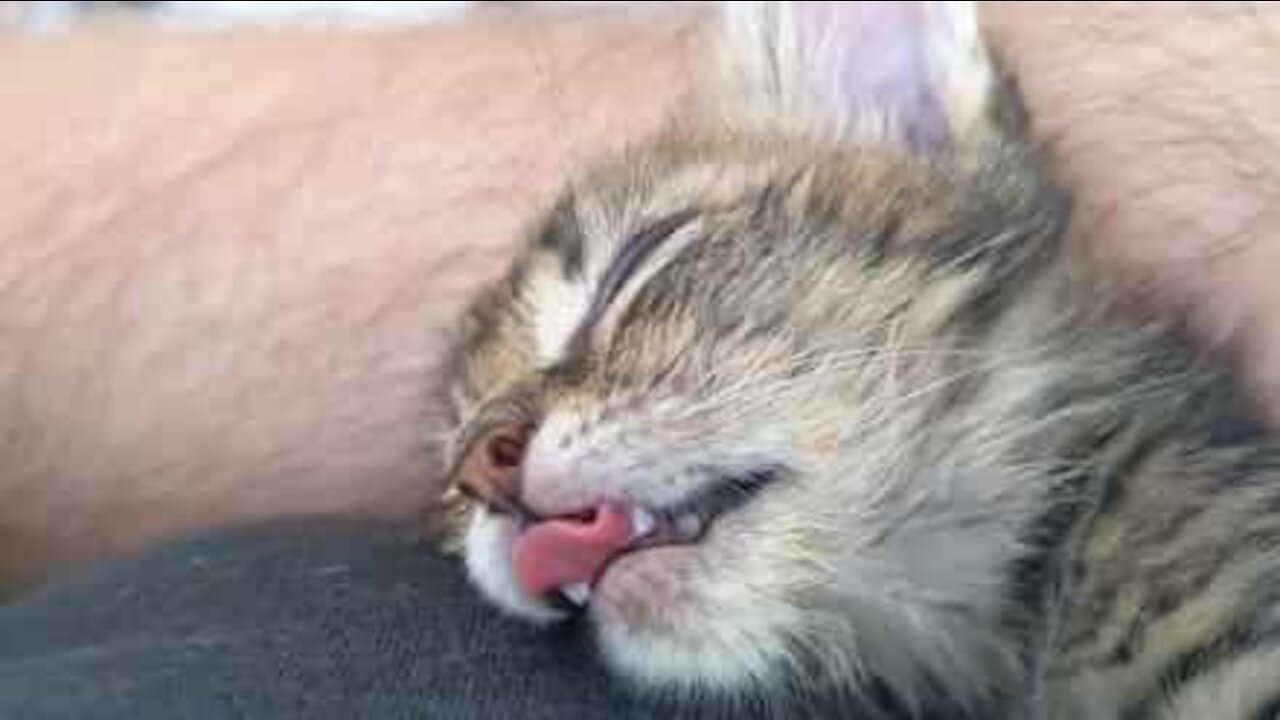 Ce chaton endormi rêve d'un plat délicieux