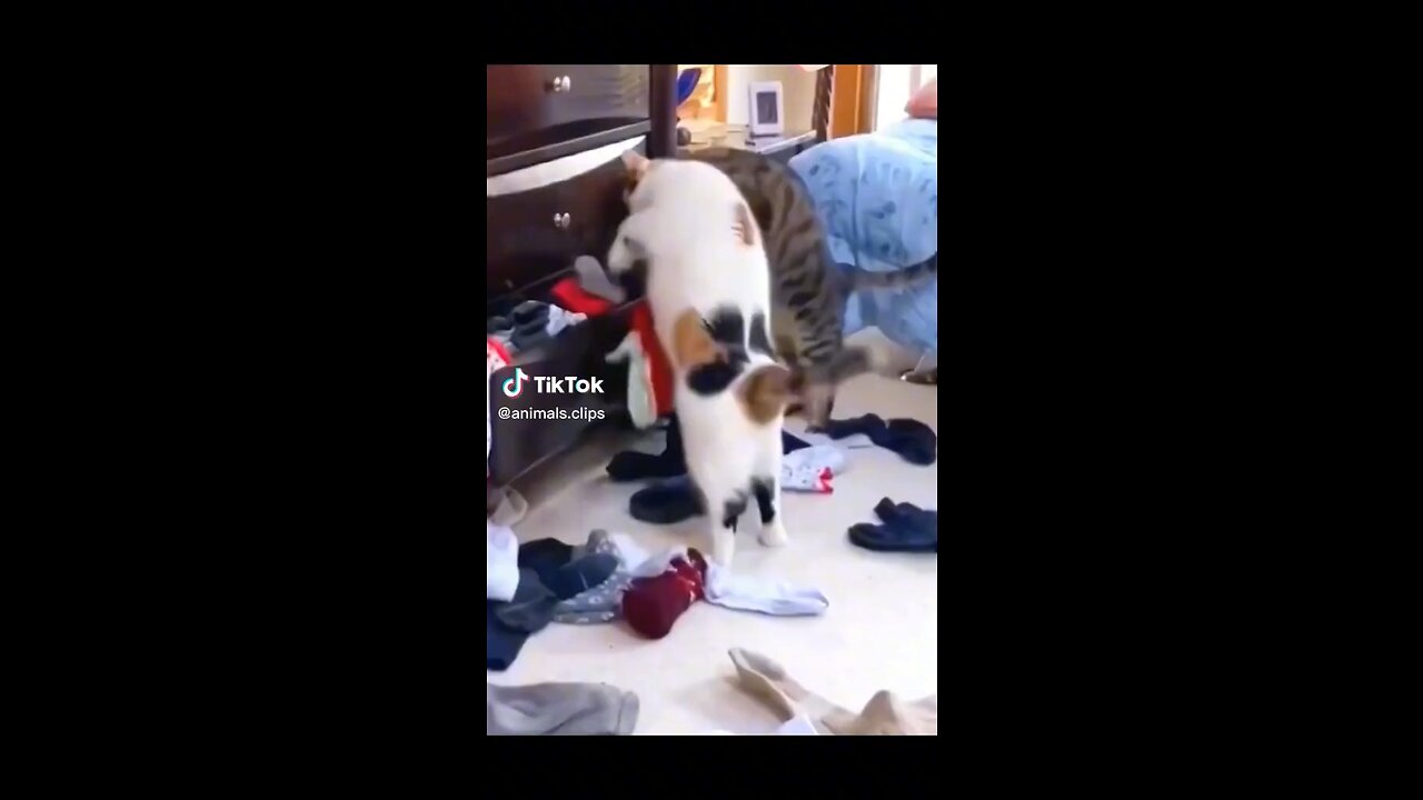 Funny animals clip
