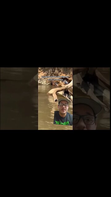 Anacondas love eating Black Caiman