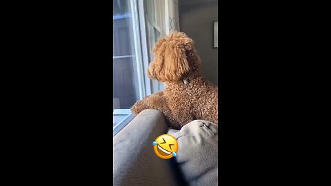 Funny thing about animals 🤣🤣🔥😍 real human stuff