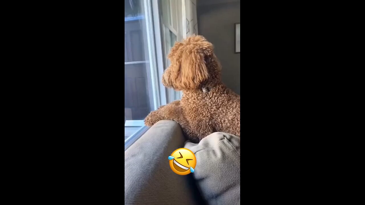 Funny thing about animals 🤣🤣🔥😍 real human stuff