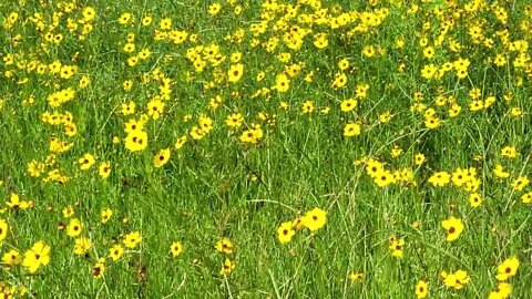 most Beautiful Field of Flowers Florida #poordirtfarmer