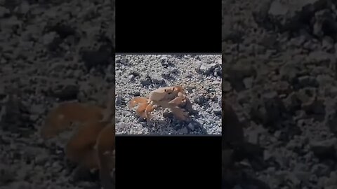 Crab rips own arm off like a BAMF! #nonsense #daveyjones #weird #zoobox #shorts #pirates