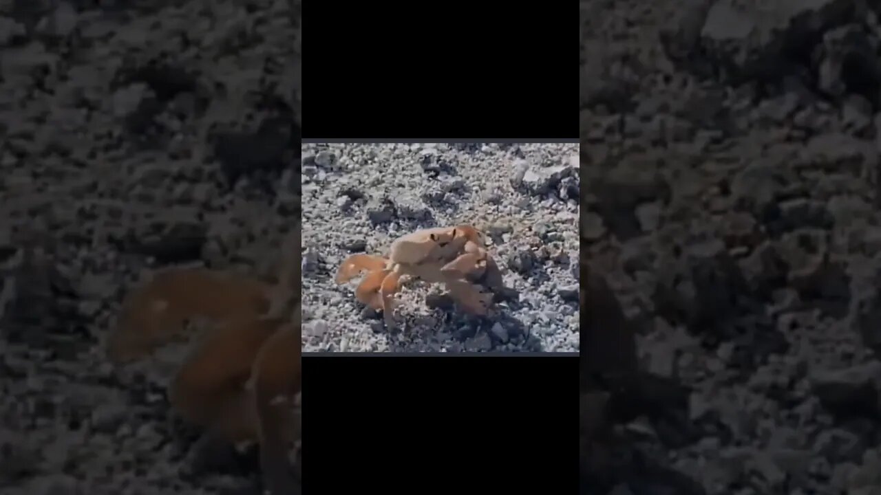 Crab rips own arm off like a BAMF! #nonsense #daveyjones #weird #zoobox #shorts #pirates