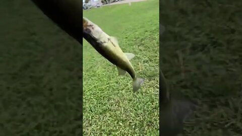 Bass on the shaky head RIG!