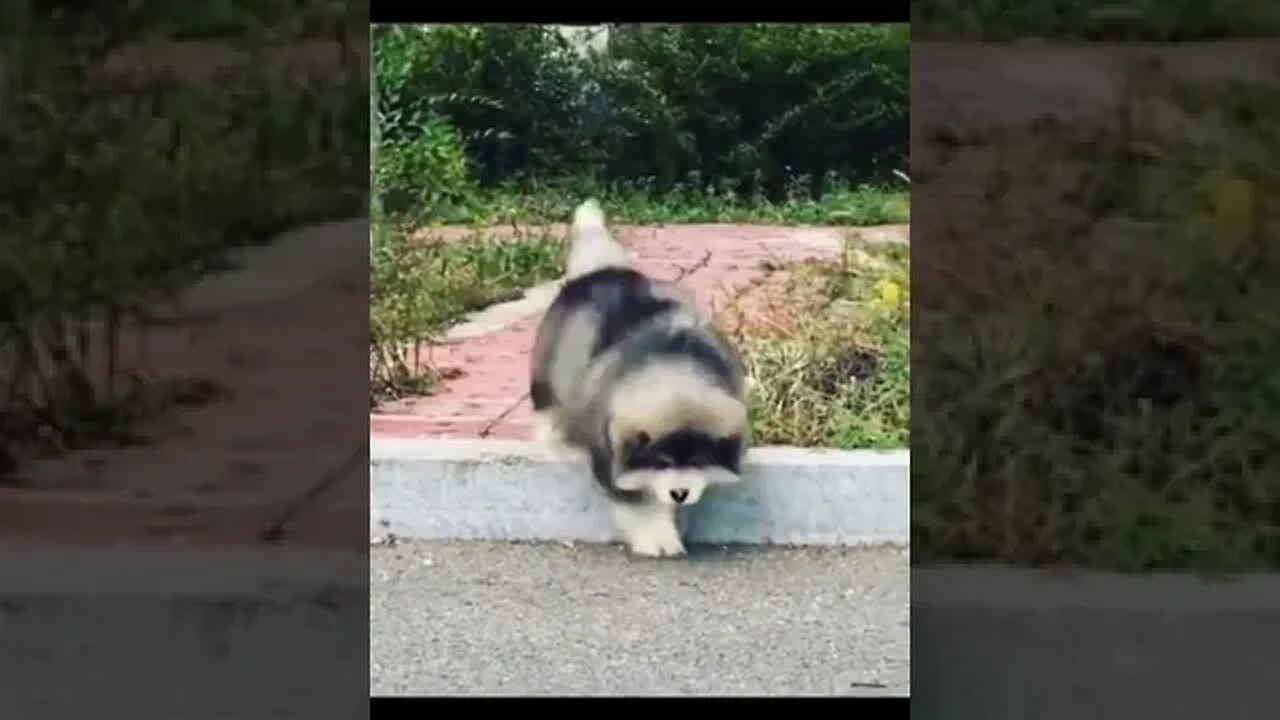 Pretty Little Puppies Ever #petvideos #cutepuppiesvideo