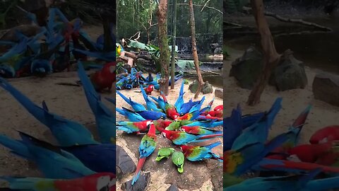 For me its called Heaven l #shorts l #macaw l @BikisAviary