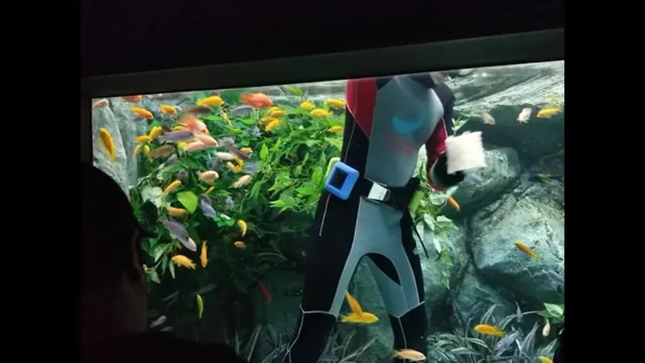 Diver Cleans Fish Tank #shorts #fyp #shortsfeed