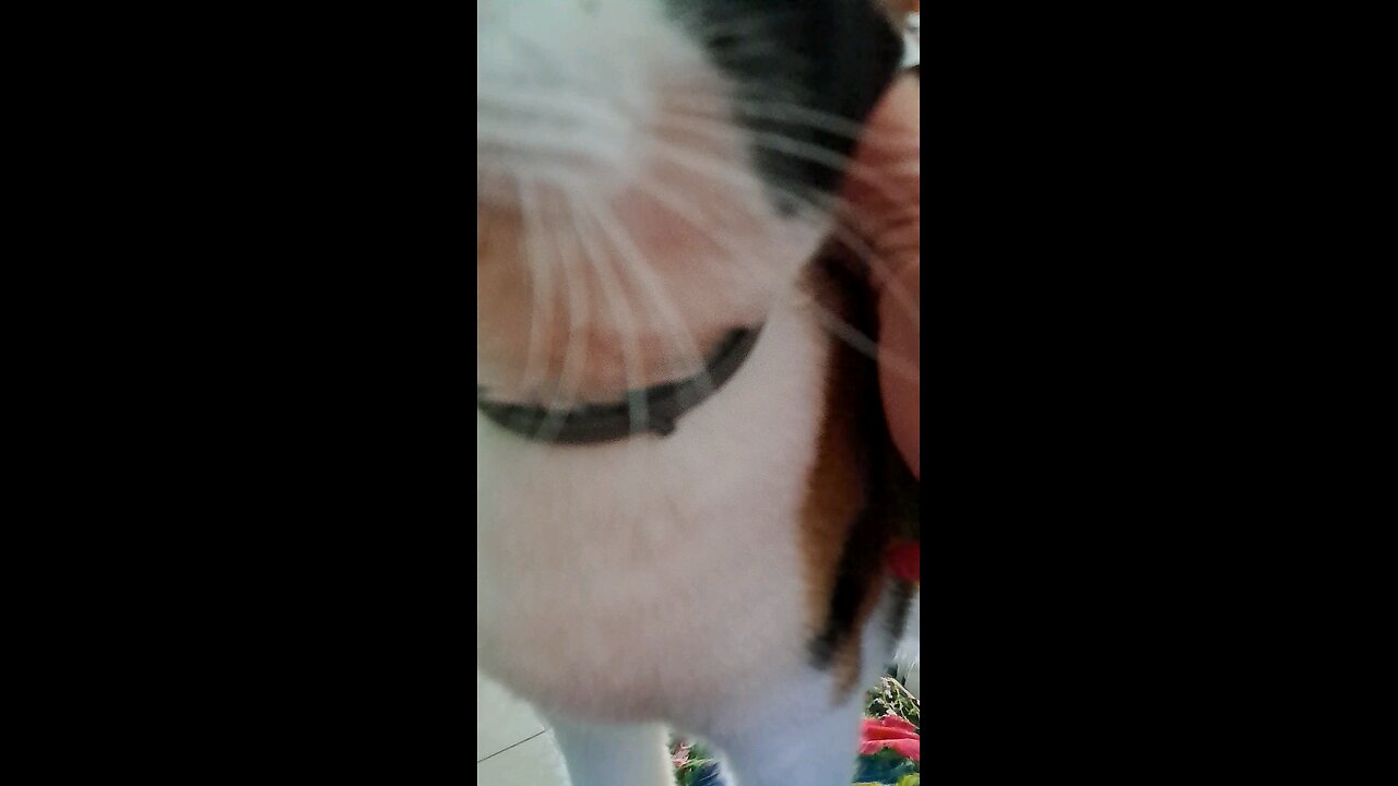 cat 22 cat getting pets