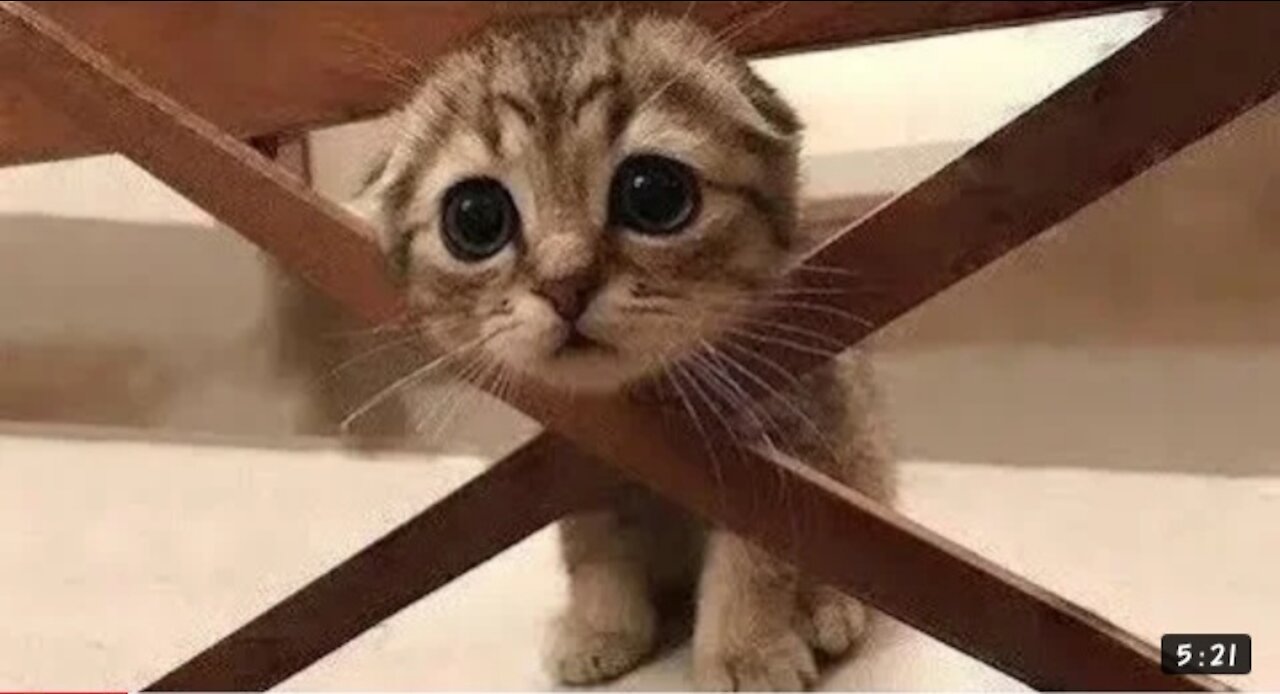 💗Cute And Funny Pets | Try Not To Laugh To These Pets Compilation #7💗 funny video