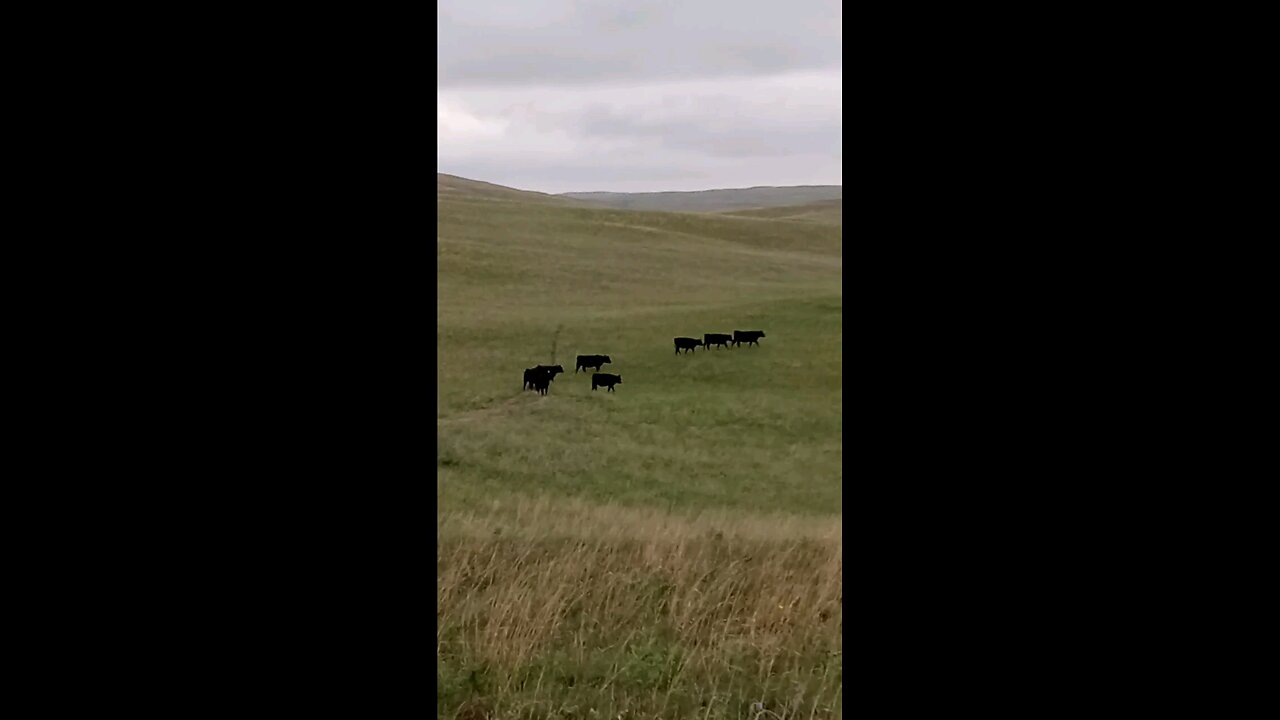 Nice grazing vally