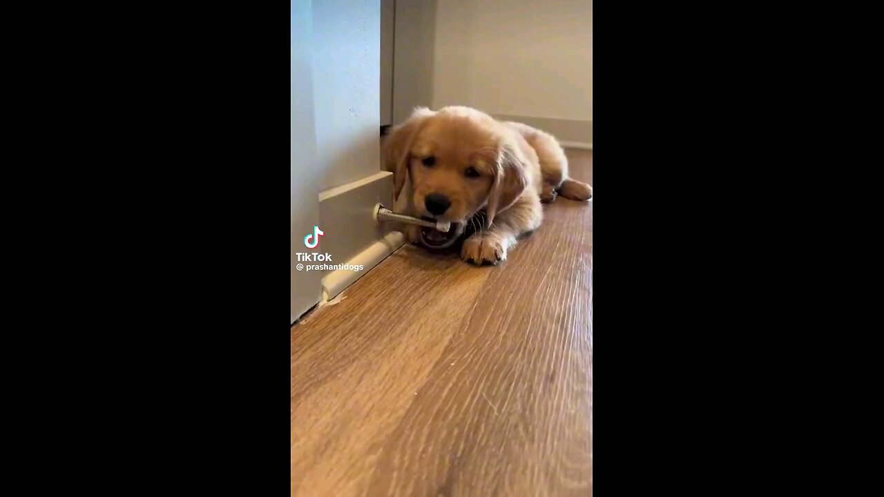 funny dog 🐕 video