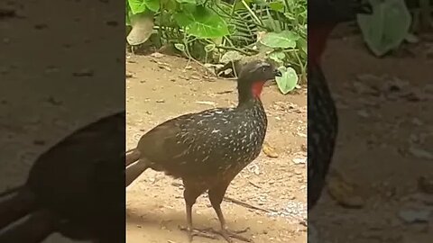 JACU EM BUSCA DE COMIDA