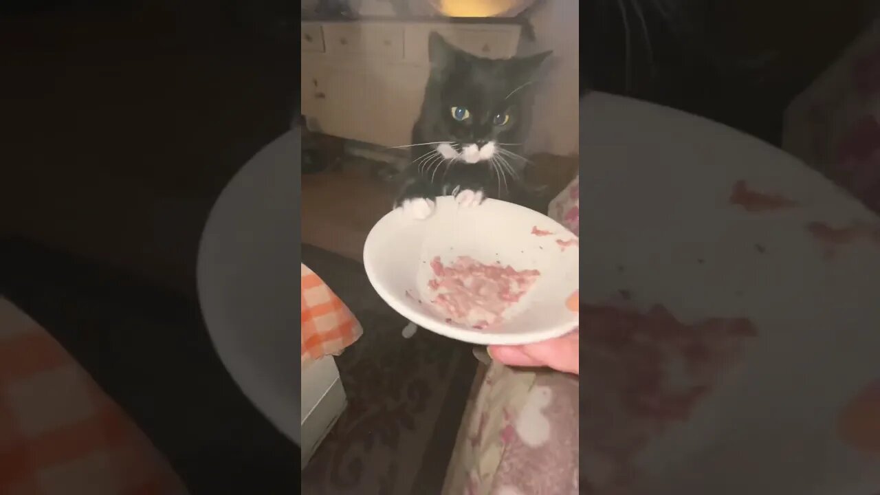 Real #cats love real raw meat. Ditch fake #catfood ! Long Live All #felines #shorts