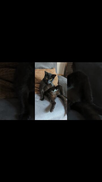 Why does my cat sit like a human? #cats #shorts #catsofyoutube #fyp #shortsfeed