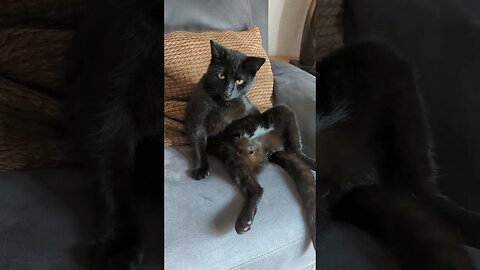 Why does my cat sit like a human? #cats #shorts #catsofyoutube #fyp #shortsfeed