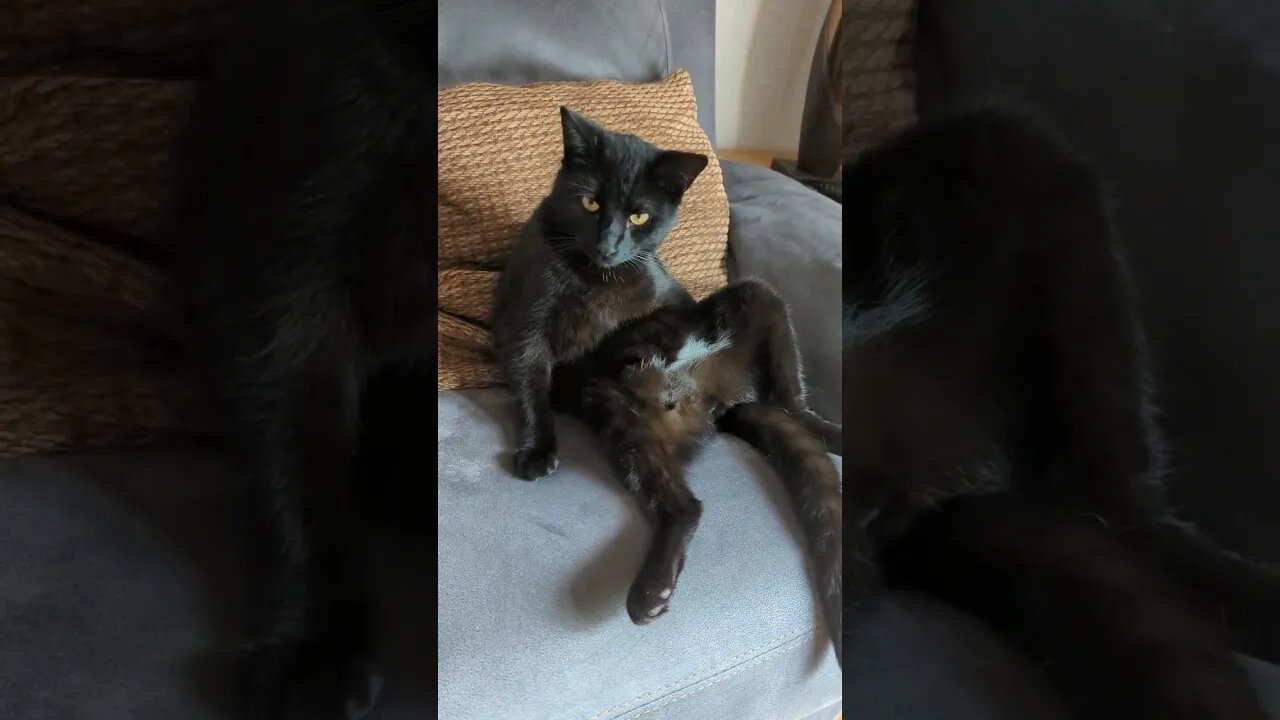 Why does my cat sit like a human? #cats #shorts #catsofyoutube #fyp #shortsfeed