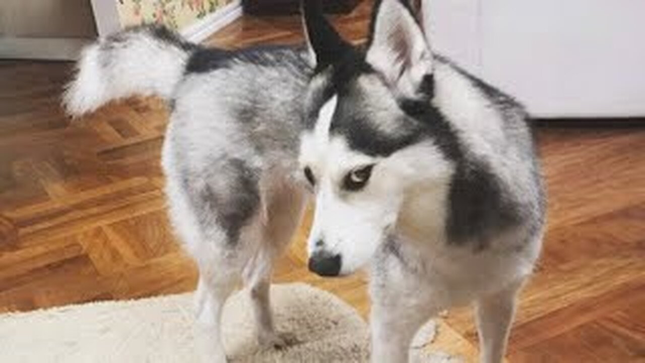 Huskies Are Really Big Drama Queens! 🤣 Funny Animals Videos 2024