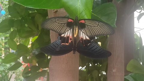 Two Butterfly so cute 😘😘
