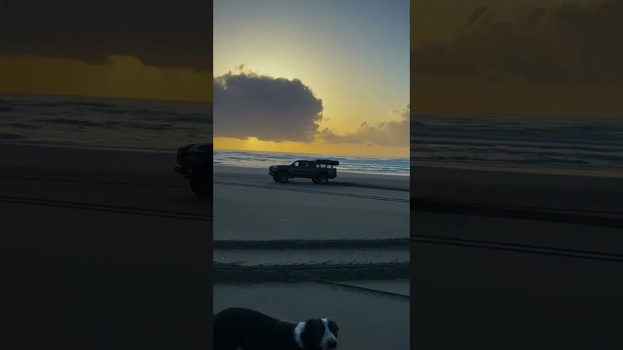 Happy pups and happy trucks to start your morning. #shorts