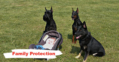 Elite Protection Dogs For Families