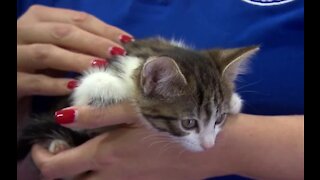 Today is Global Cat Day
