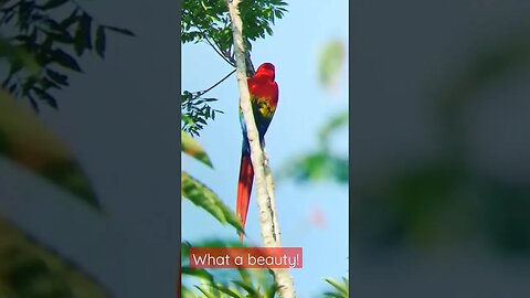 The beauty of a Scarlet Macaw l #shorts l #scarletmacaw l @BikisAviary