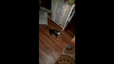 Worlds Smallest Drug Detection K-9 Chihuahua