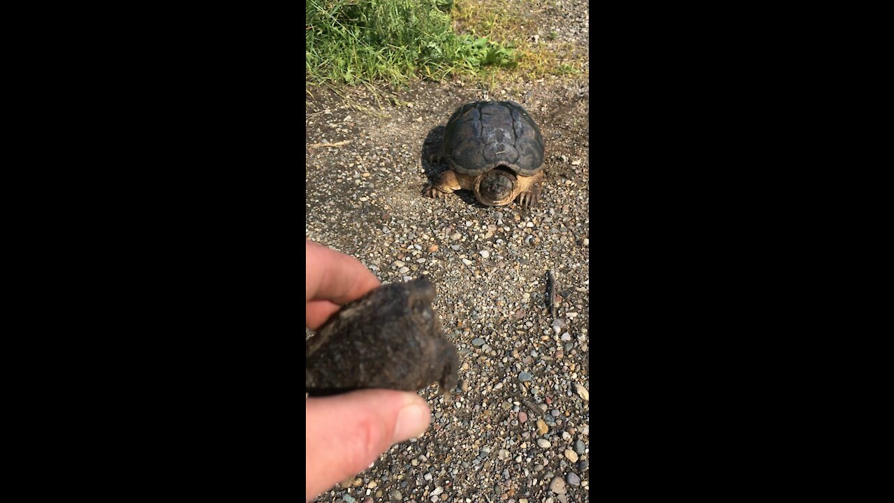 Ole turtle
