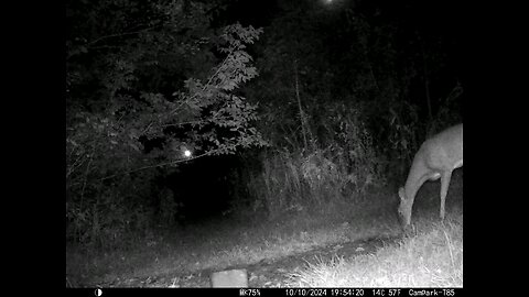 Deer 10-10-2024