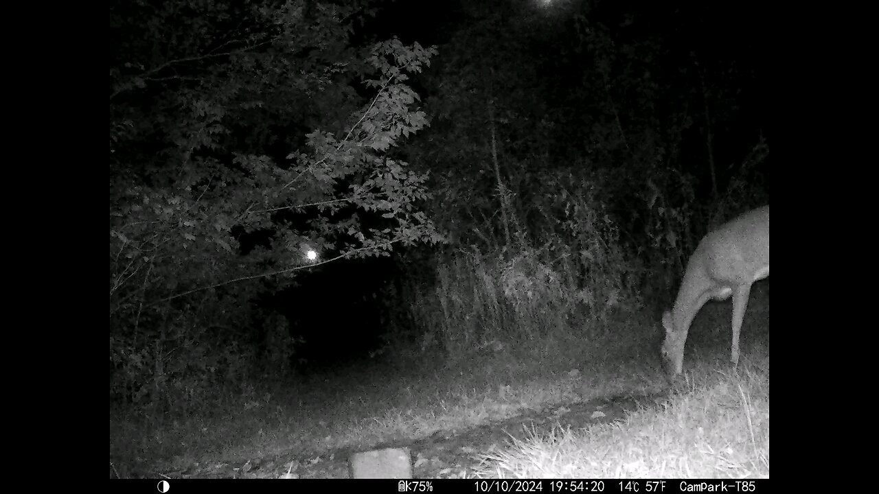 Deer 10-10-2024