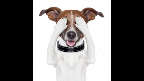 Cute dog dance video