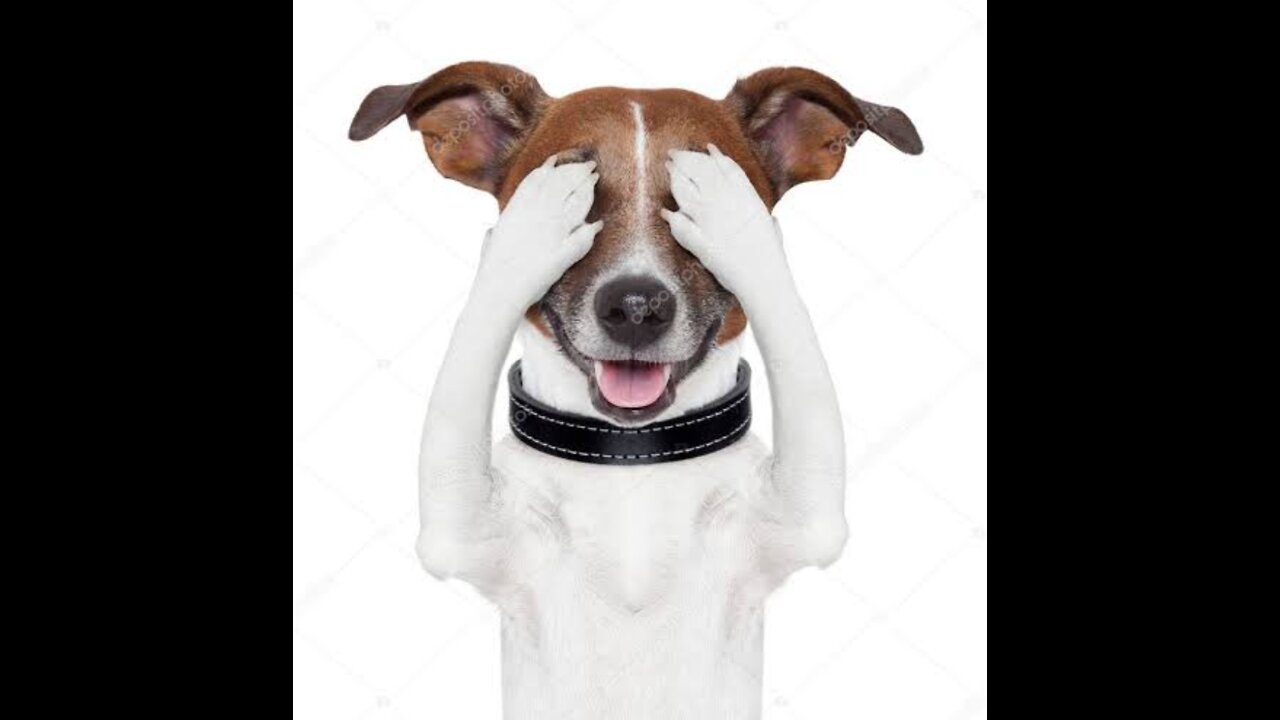 Cute dog dance video