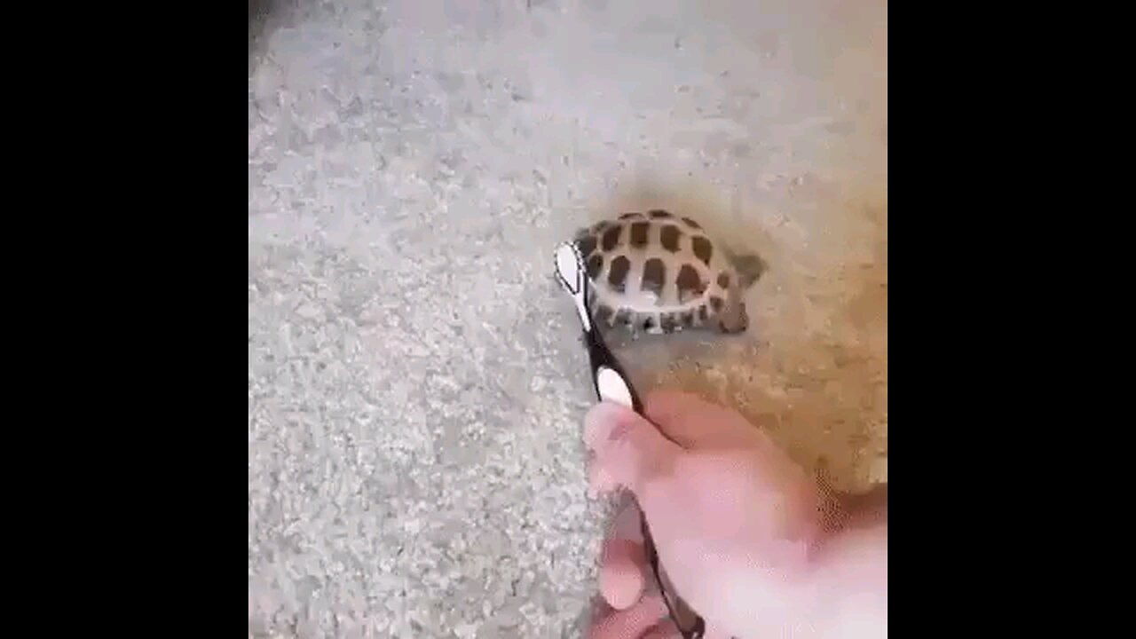 turtel know how to rubb his ass