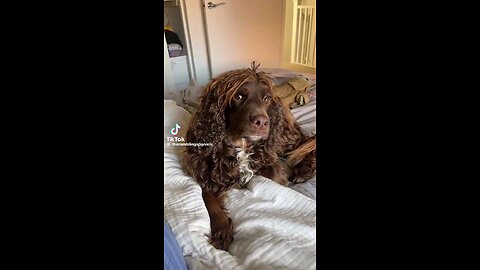 PETS REACTIONS WHEN THE HEAR DEATH