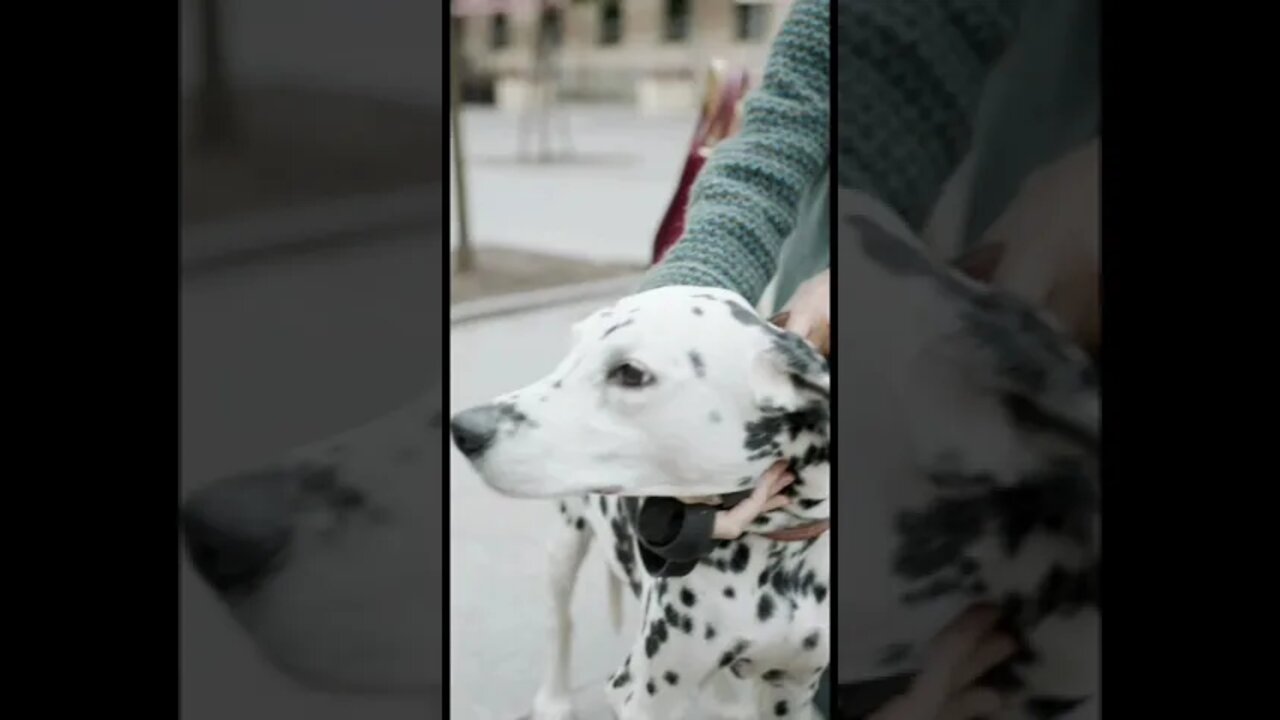 funny video dog funny video funny video dog