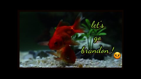 GOLDFISH CHANT: "LET'S GO...."