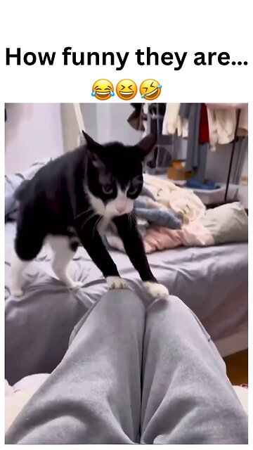 How funny are cats? 😂 Their quirky antics never fail to make our day! 🐾 #CatHumor #FunnyPets