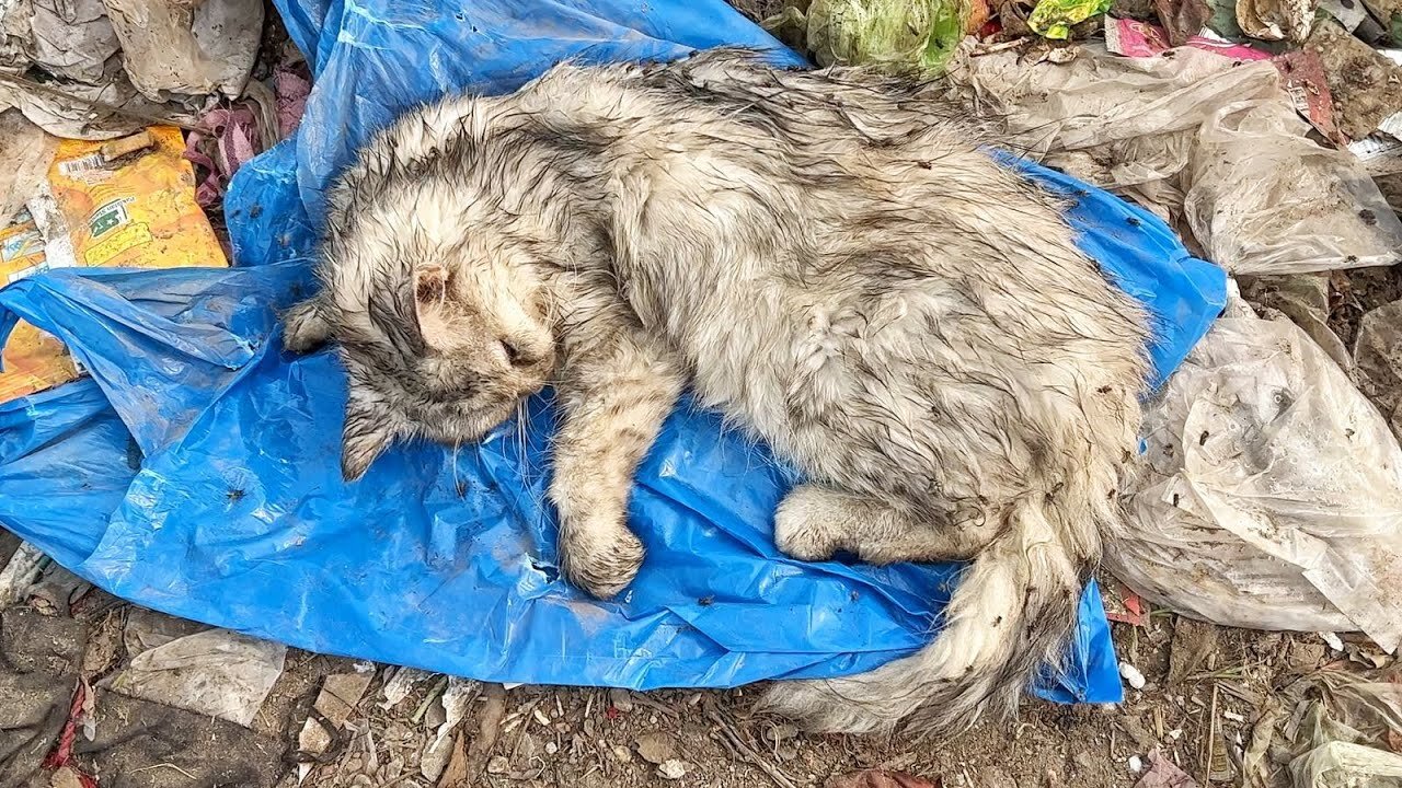 A dying cat covered in flies, living his last moments on the roadside but no one came to help him!